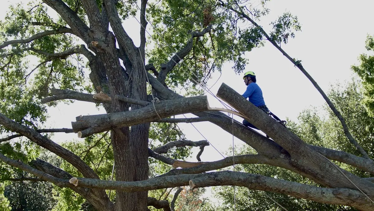Professional Crown Thinning performed by certified arborists in Parsonsfield