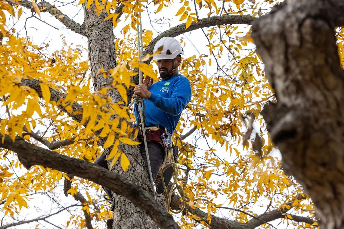 Skilled Tree Planting crew working in Parsonsfield